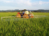 Trator SAP 30H operando como pulverizador em cultura de arroz.