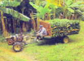 Carreta 4x4 Moldemaq na versão para coleta de bananas.