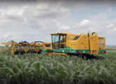Oxbo 5175 recolhendo os pendões do milharal, parte da planta onde se concentram as sementes.